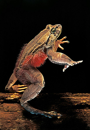 Trichobatrachus robustus (grenouille velue)