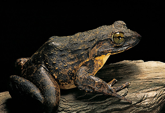 Conraua goliath