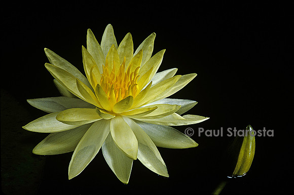 Nymphaea ‘Sunrise’
