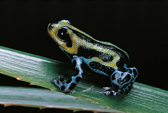 Ranitomeya lamasi