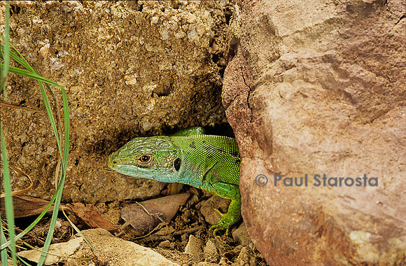 Lacerta bilineata (lézard vert) - sortant de son abri