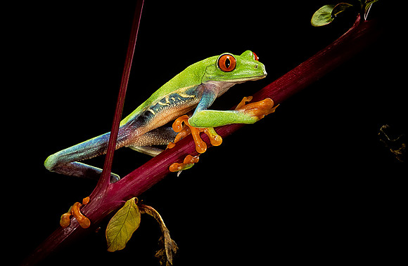 Agalychnis callidryas (grenouille singe)