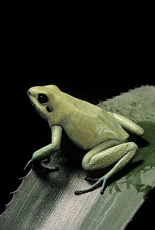 Phyllobates terribilis  f. mint