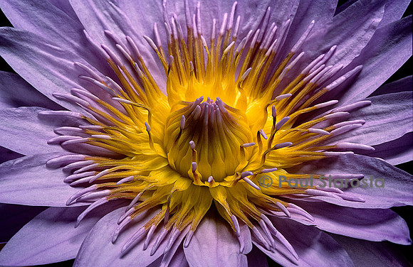 Nymphaea ‘Bagdad’
