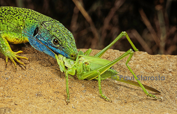Lacerta bilineata (lézard vert) - capturant une sauterelle