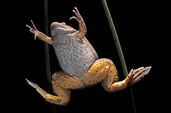 Xenopus laevis