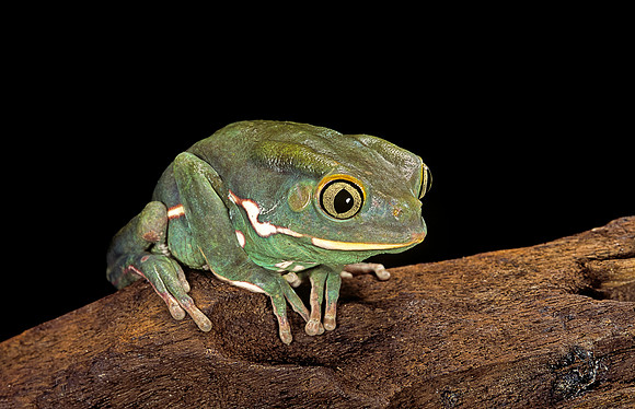 Phyllomedusa sauvagii