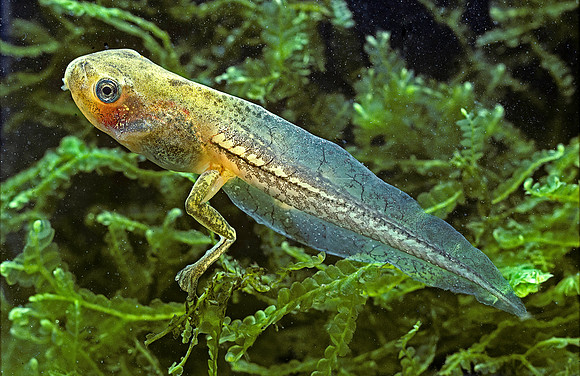Hyla meridionalis (rainette) - têtard 2 pattes