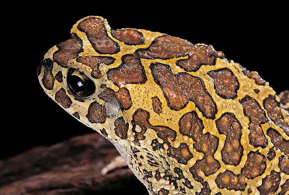 Bufo mauritanicus