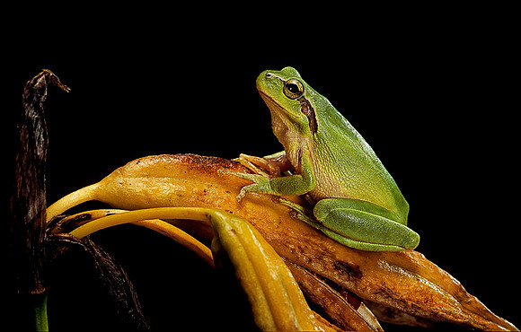 Hyla meridionalis (rainette)