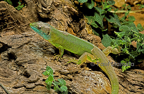 Lacerta bilineata (lézard vert) - en mue