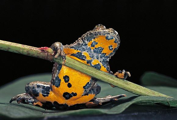 Bombina variegata (sonneur à ventre jaune)