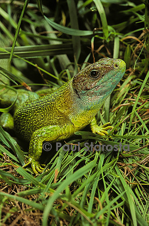 Lacerta bilineata (lézard vert)