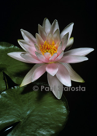 Nymphaea ‘Martha’