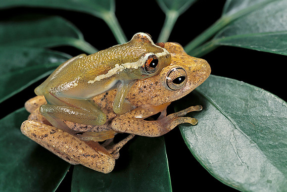 Hyperolius semidiscus - accouplement