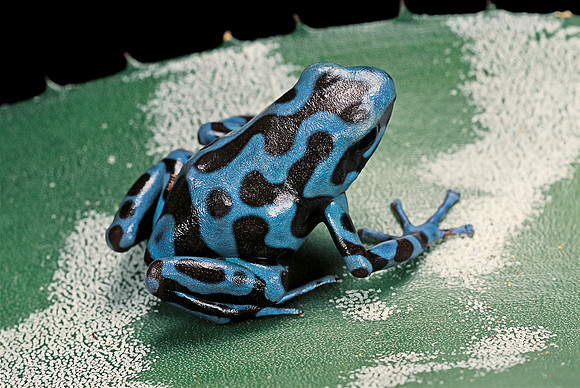 Dendrobates auratus
