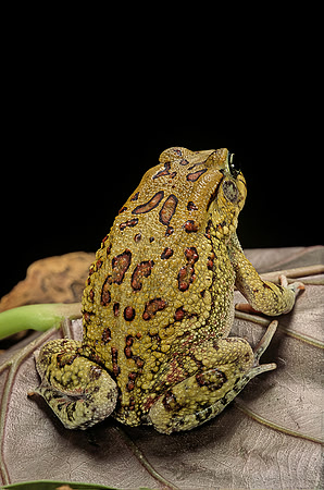 Amietophrynus garmani