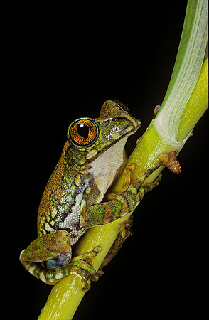 Leptopelis vermiculatus