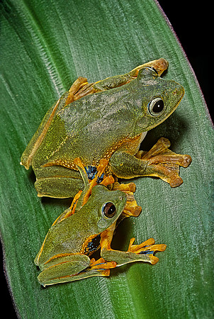 Rhacophorus reinwardtii (grenouille volante)