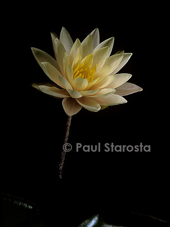 Nymphaea ‘Barbara Dobbins’