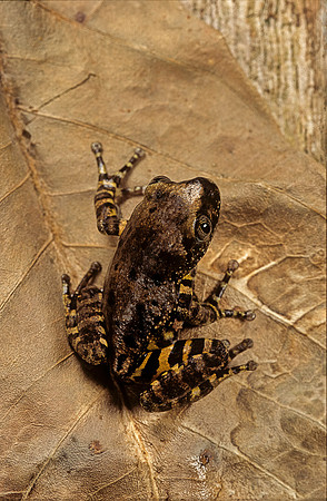 Phlyctimantis boulengeri