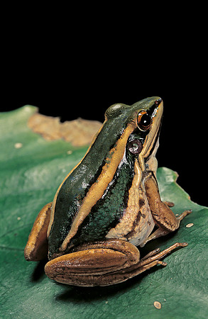 Hylarana erythraea