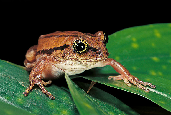Leptopelis bocagii
