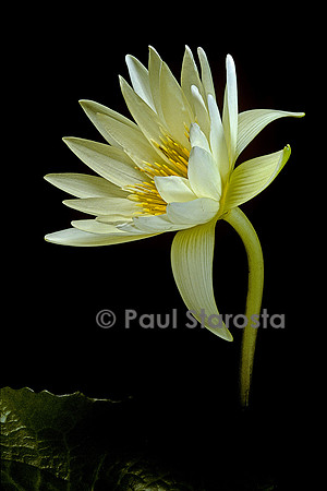 Nymphaea 'St Louis Gold'