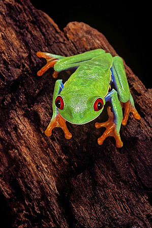 Agalychnis callidryas (grenouille singe)