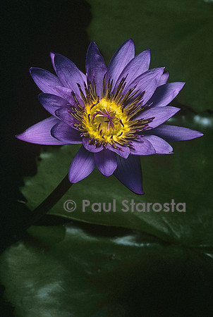 Nymphaea 'Director George T. Moore'