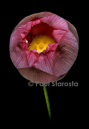 Nelumbo nucifera ‘Sharon’