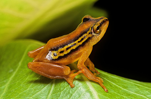 Hyperolius puncticulatus