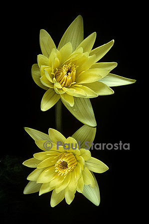 Nymphaea ‘Aviator Pring’