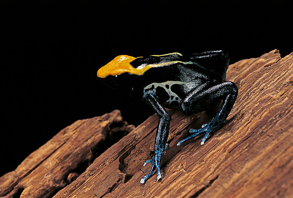 Dendrobates tinctorius  f. brazil