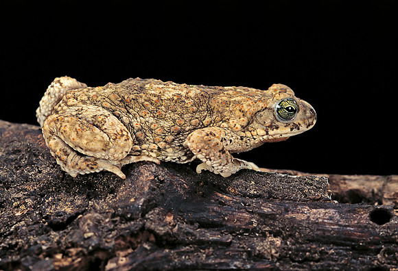 Mertensophryne usambarae