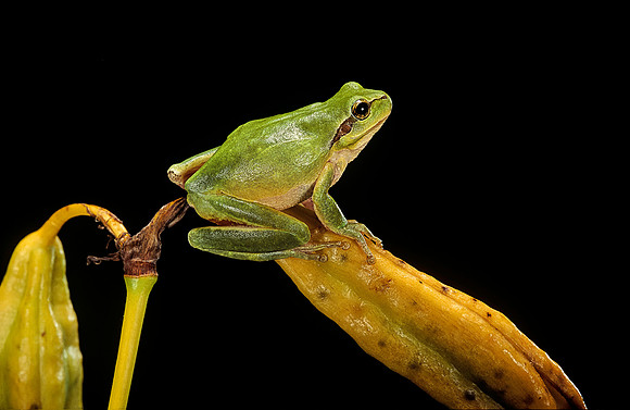 Hyla meridionalis (rainette)