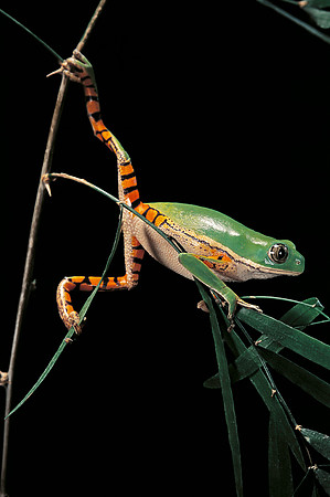 Phyllomedusa hypochondrialis azurea