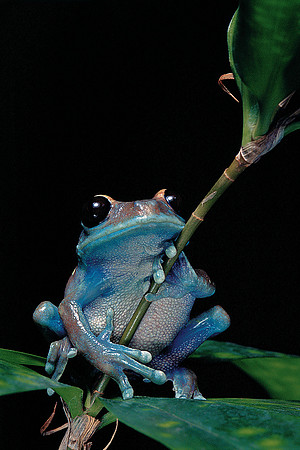 Leptopelis uluguruensis