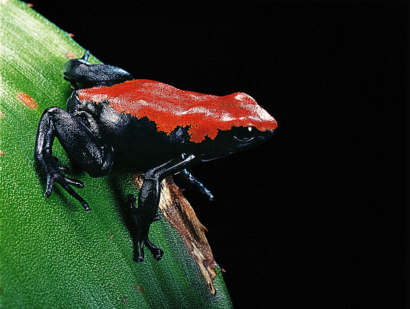 Adelphobates galactonotus