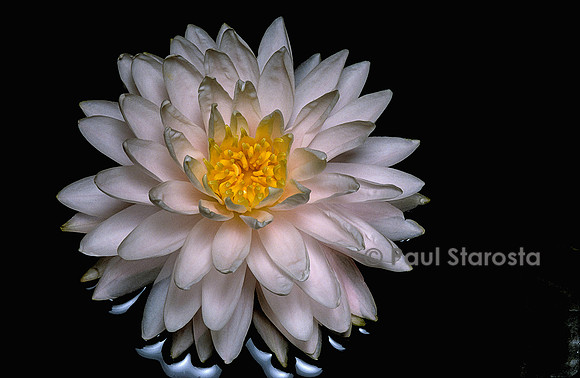 Nymphaea ‘Gloire du Temple-sur-Lot’
