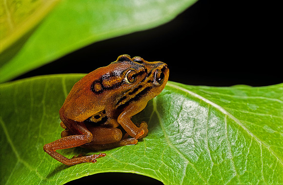 Hyperolius puncticulatus - accouplement