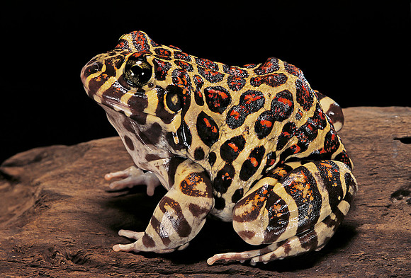 Leptodactylus laticeps