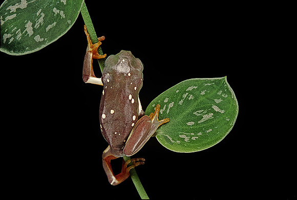 Pachymedusa dacnicolor