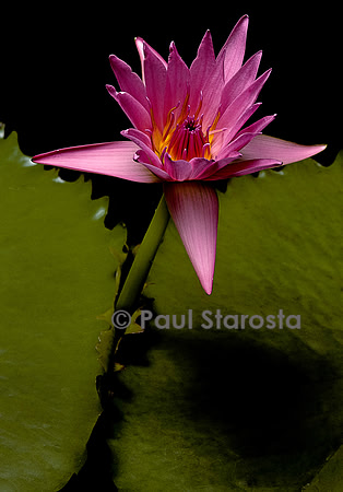 Nymphaea 'Mrs. C.W. Ward'