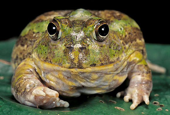 Chacophrys pierottii