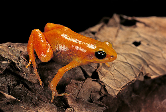 Mantella aurantiaca