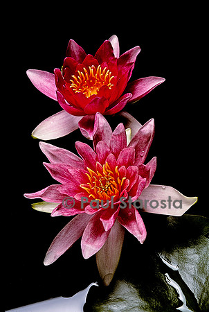 Nymphaea ‘René Gerard’