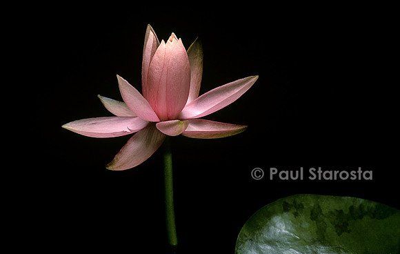 Nymphaea ‘Colorado’