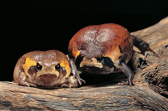 Breviceps mossambicus