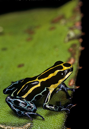 Ranitomeya ventrimaculata